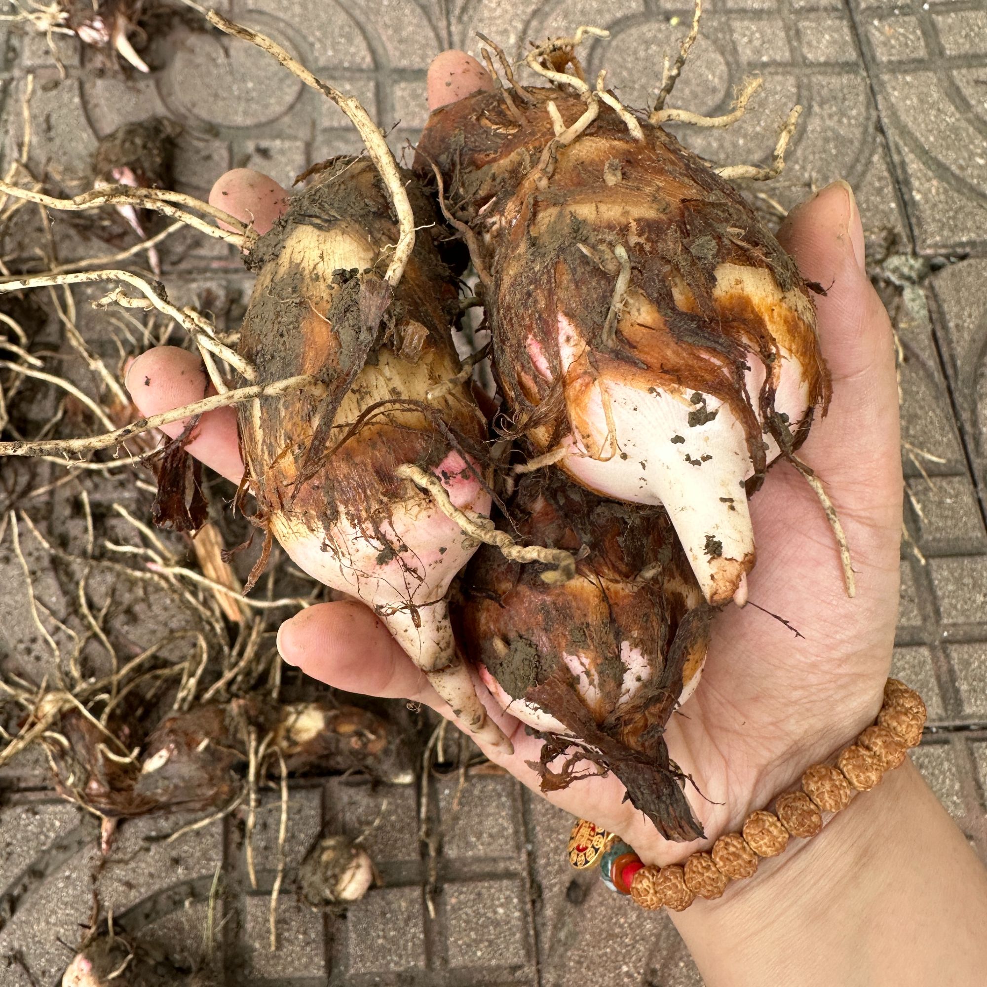 金坛正宗建昌红香芋头现挖现发芋艿新鲜蔬菜小芋头粉糯好吃10斤