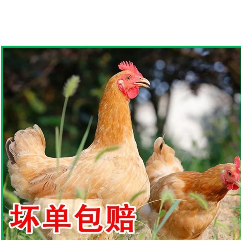 正宗山区散养土鸡三黄鸡月子鸡农家老母鸡笨鸡整鸡新鲜冷冻味美