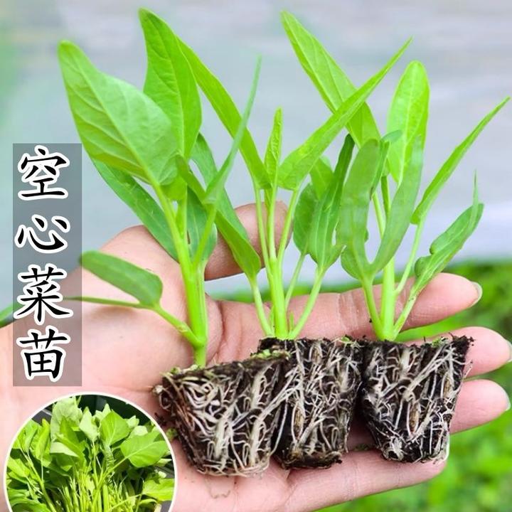 空心菜秧苗带根三叉空心菜苗大叶空心菜秧苗带土小叶空心菜带根苗