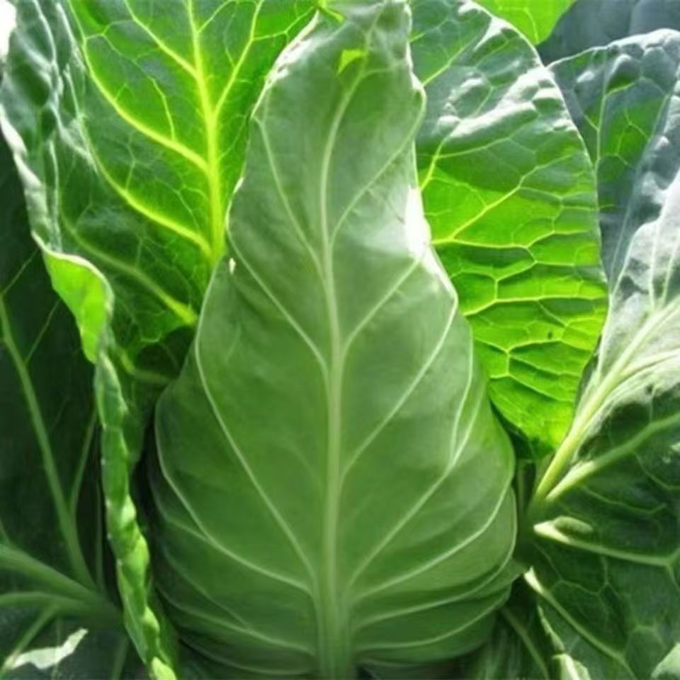 【众旺农场】牛心甘蓝 甘蓝  3斤新鲜现摘现发 JD顺丰包邮