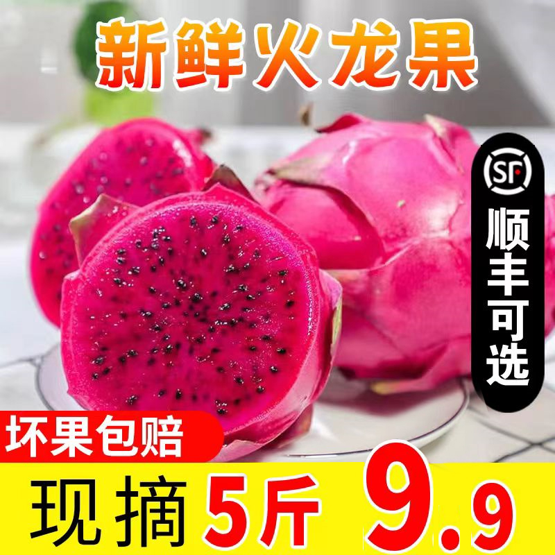 广西金都红心火龙果树上熟现摘现发当季新鲜热带水果产地直发香甜
