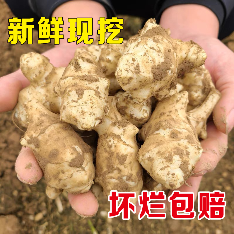 洋姜新鲜现挖5斤菊芋1/3斤阳姜蔬菜酱腌菜泡菜农家种植现挖现发