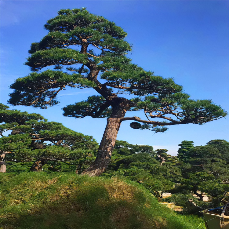 庭院别墅大型观赏造型松黑松油松赤松邻水斜飘景观过门松迎客松