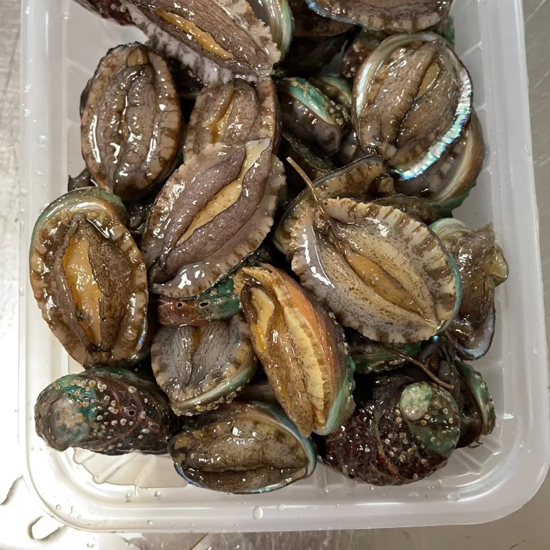 【鲜活大鲍鱼】，一斤十个左右，鲜活装箱包活到家，包肥满肉