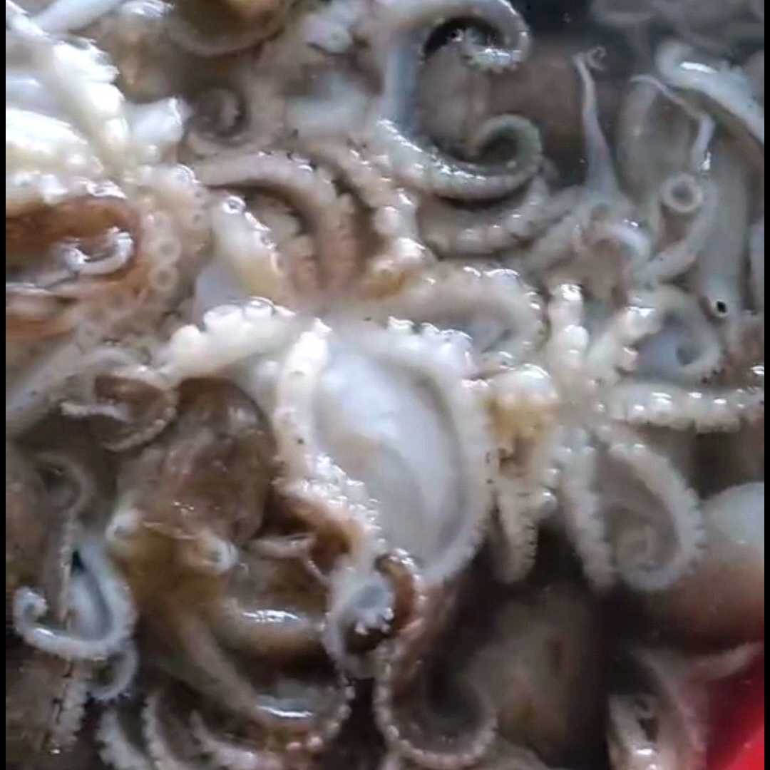 新鲜海捕八爪鱼，八带，章鱼，五斤，当天鲜活速冻