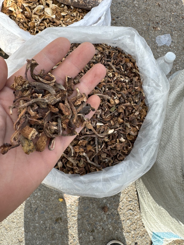 榛蘑碎 2025新货 野生榛蘑 小鸡炖蘑菇