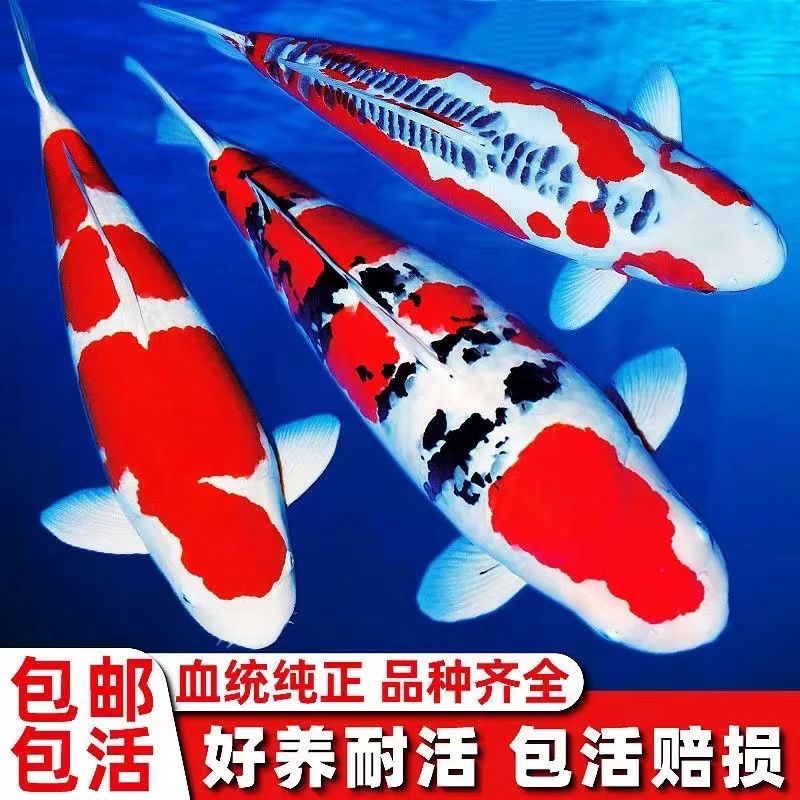 （不包邮）精品血统锦鲤 红白 大正 昭和 冷水观赏鱼