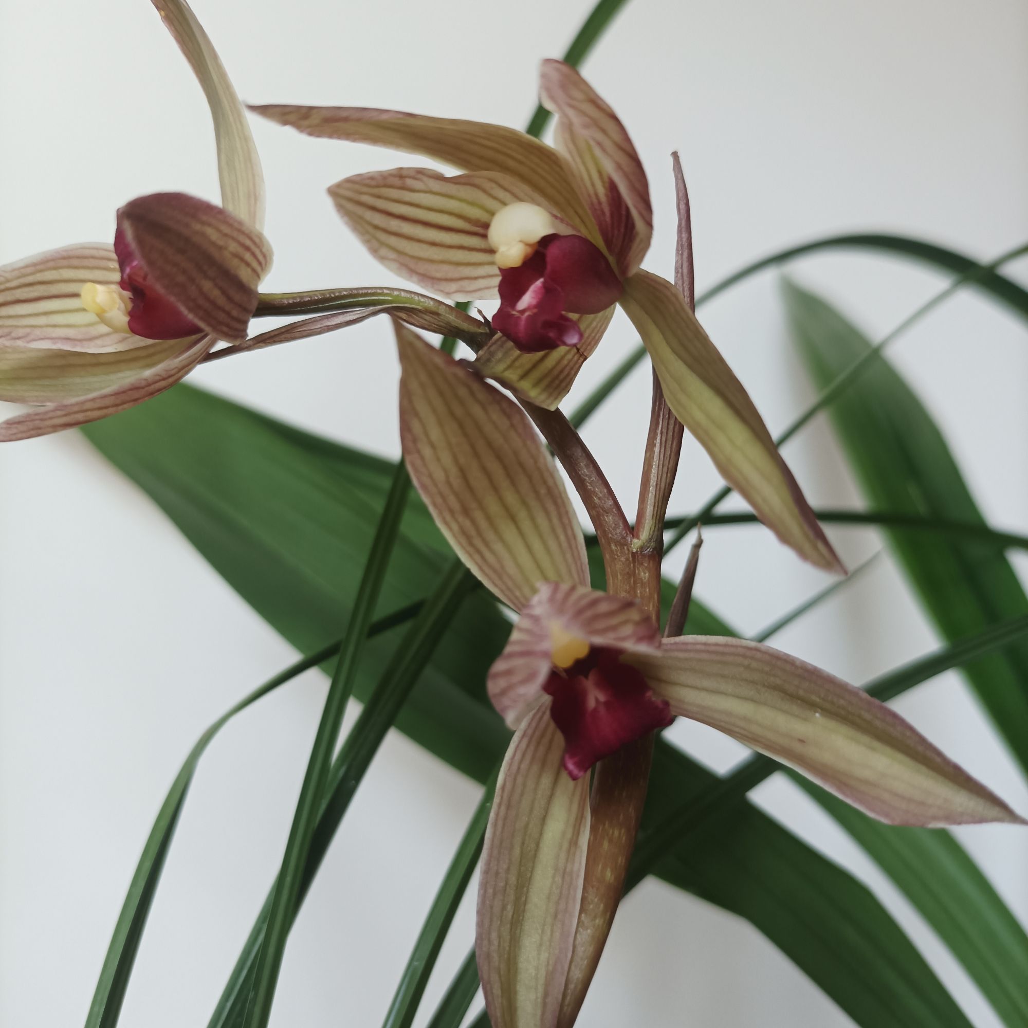 【日照清香兰苑】直播间一物一拍 裸根发货包对版