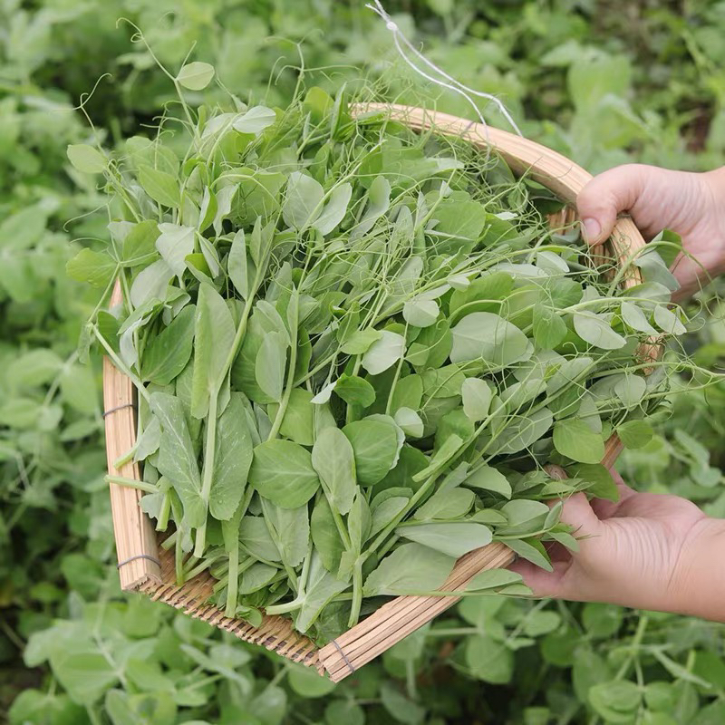【顺丰包邮】四川农家蔬菜豌豆尖1斤新鲜蔬菜叶子菜