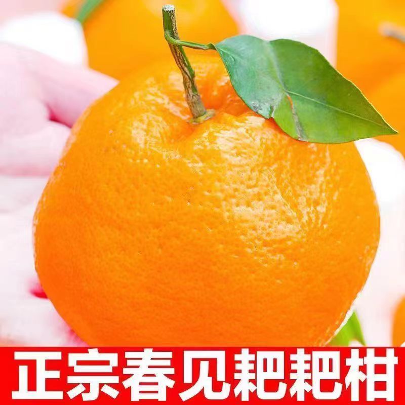 与辉同行【东方甄选】四川眉山春见耙耙柑香甜特产新鲜采摘多汁爽