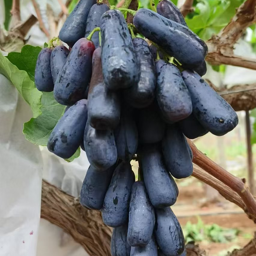 正宗蓝宝石葡萄超甜粒粒饱满京东速运锁鲜新鲜肉厚多汁5斤