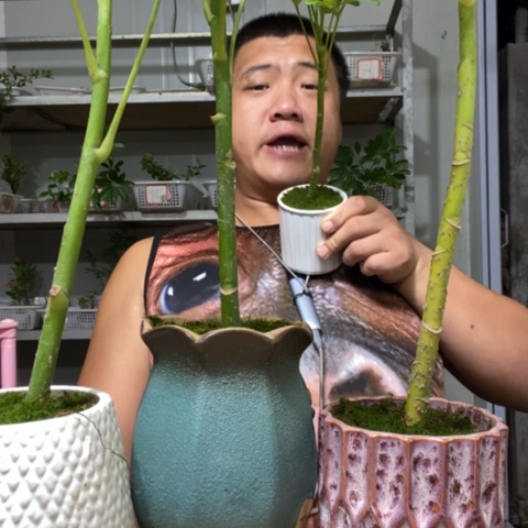 【闪购商品】鸭掌木一盆器型随缘
