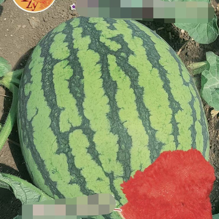 然龙6k礼品西瓜种子罐装约1000粒