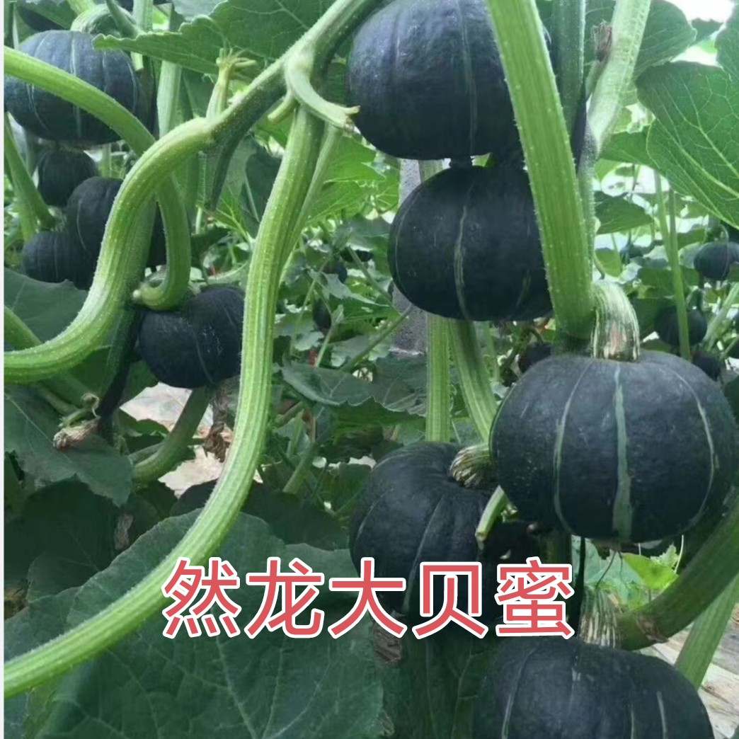 大贝蜜小南瓜种子袋装100粒