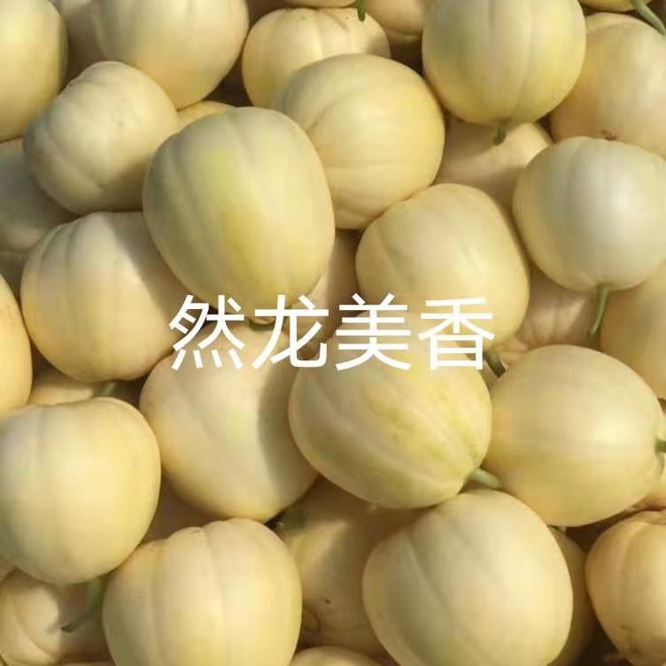 龙甜美香薄皮甜瓜种子约500粒/袋东北黄白瓜类型