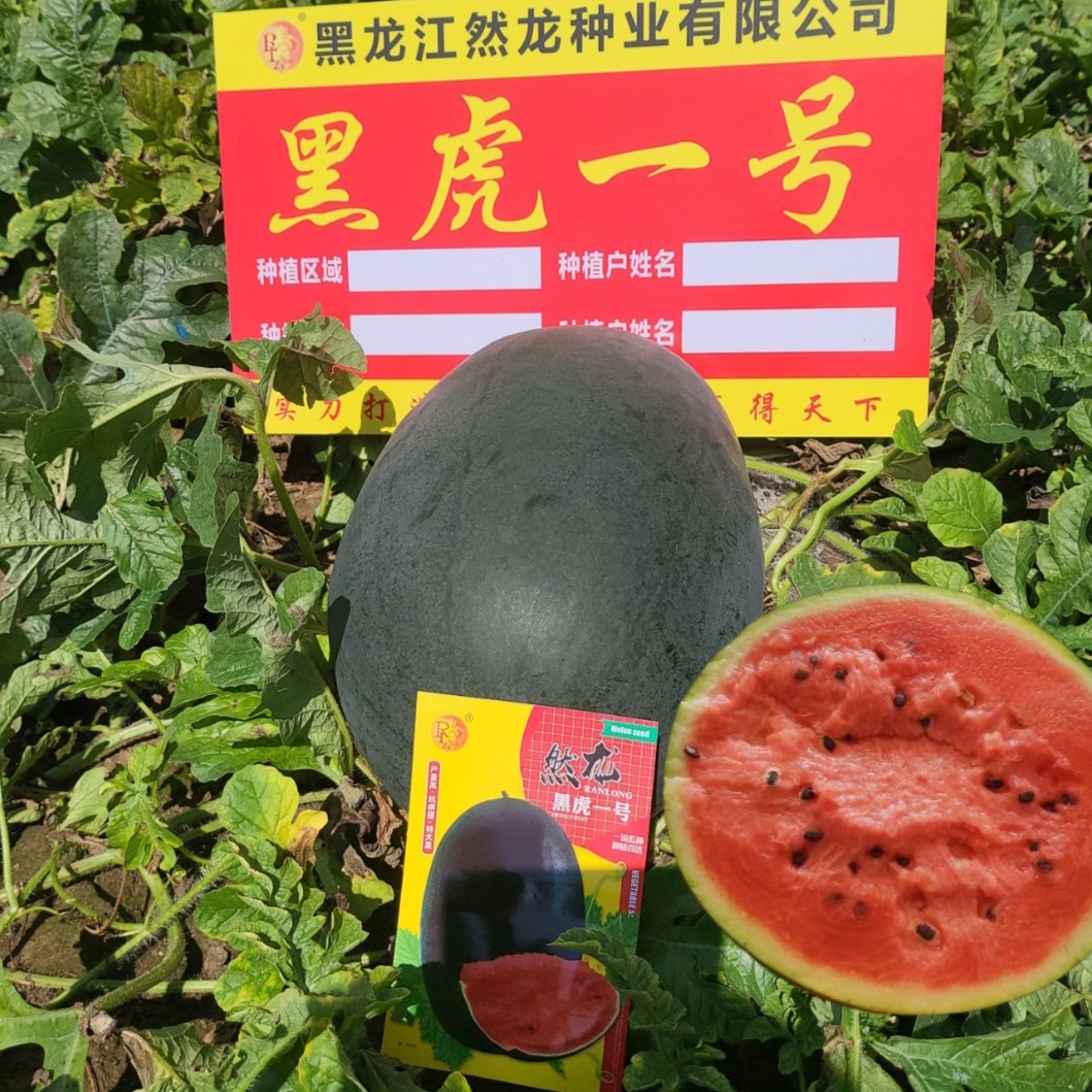 黑虎一号西瓜种子10克约85粒黑皮红肉大果型