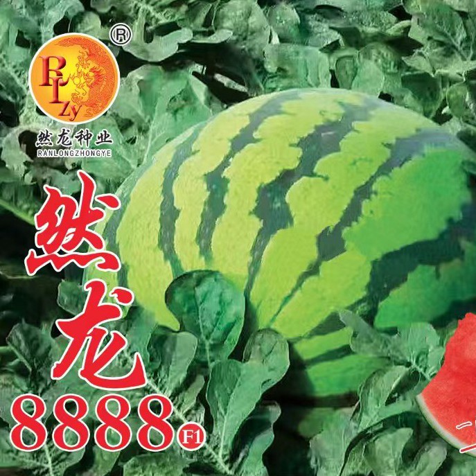 然龙8888大果型大红瓤地雷西瓜种子罐装80克约800粒