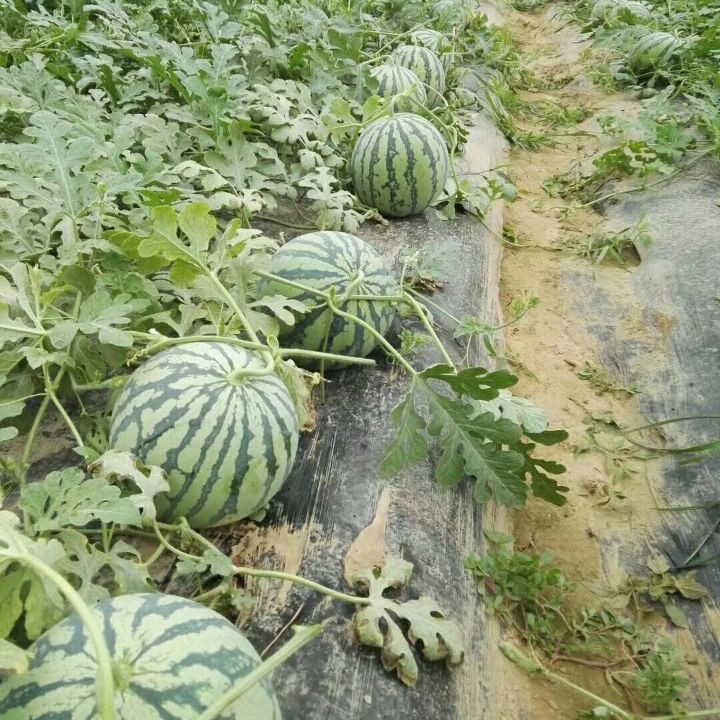 然龙国都西瓜种子约1000粒美都类型