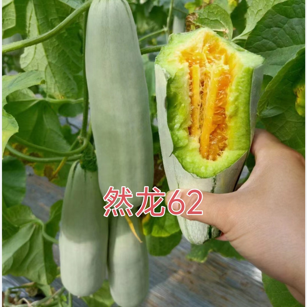 然龙62薄皮甜瓜博洋62类型香瓜种子约500粒