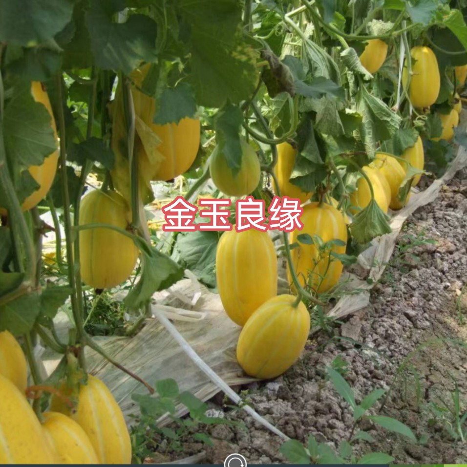 金玉良缘薄皮甜瓜种子袋约500粒