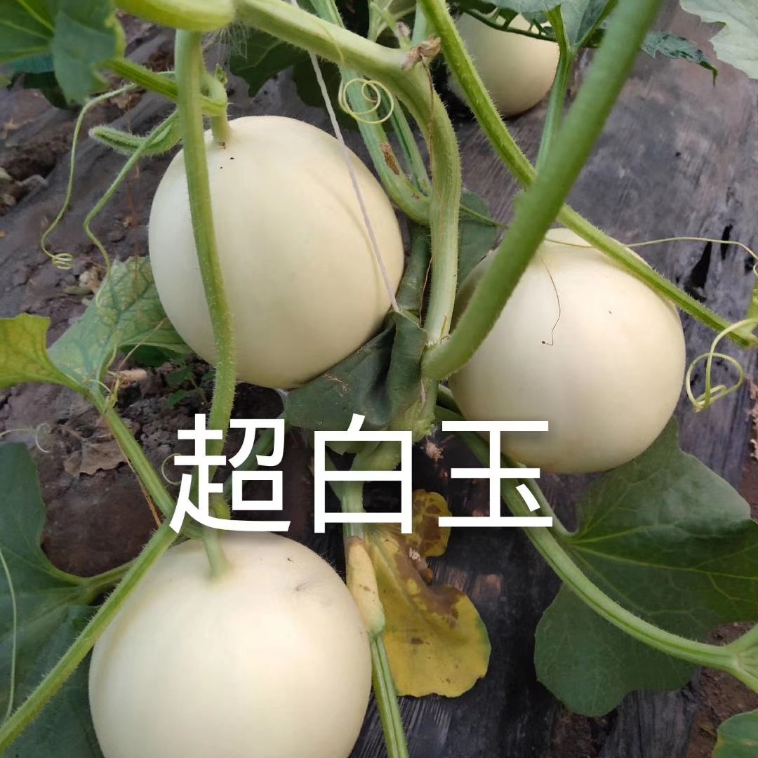 超白玉白皮白肉厚皮甜瓜哈密瓜种子约200粒/袋
