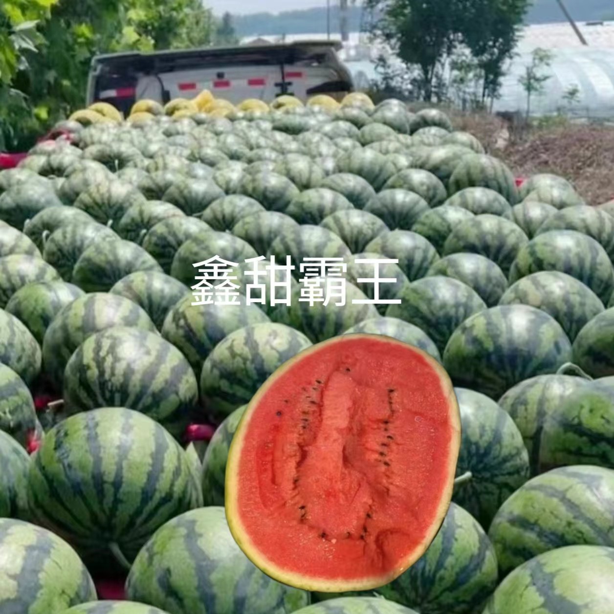 鑫甜霸王西瓜种子1000粒/罐