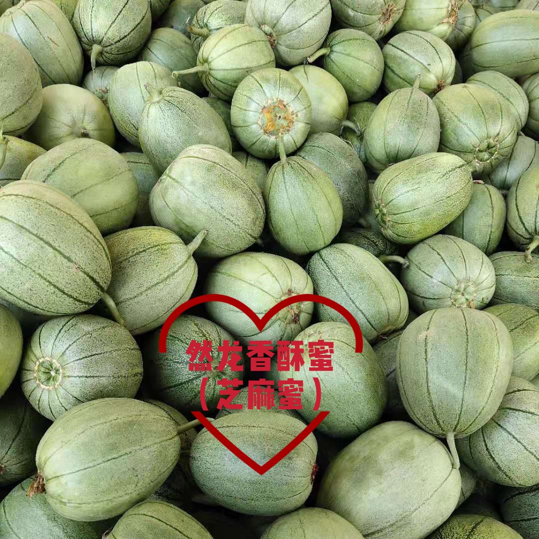 香酥蜜薄皮甜瓜种子约3000粒/罐