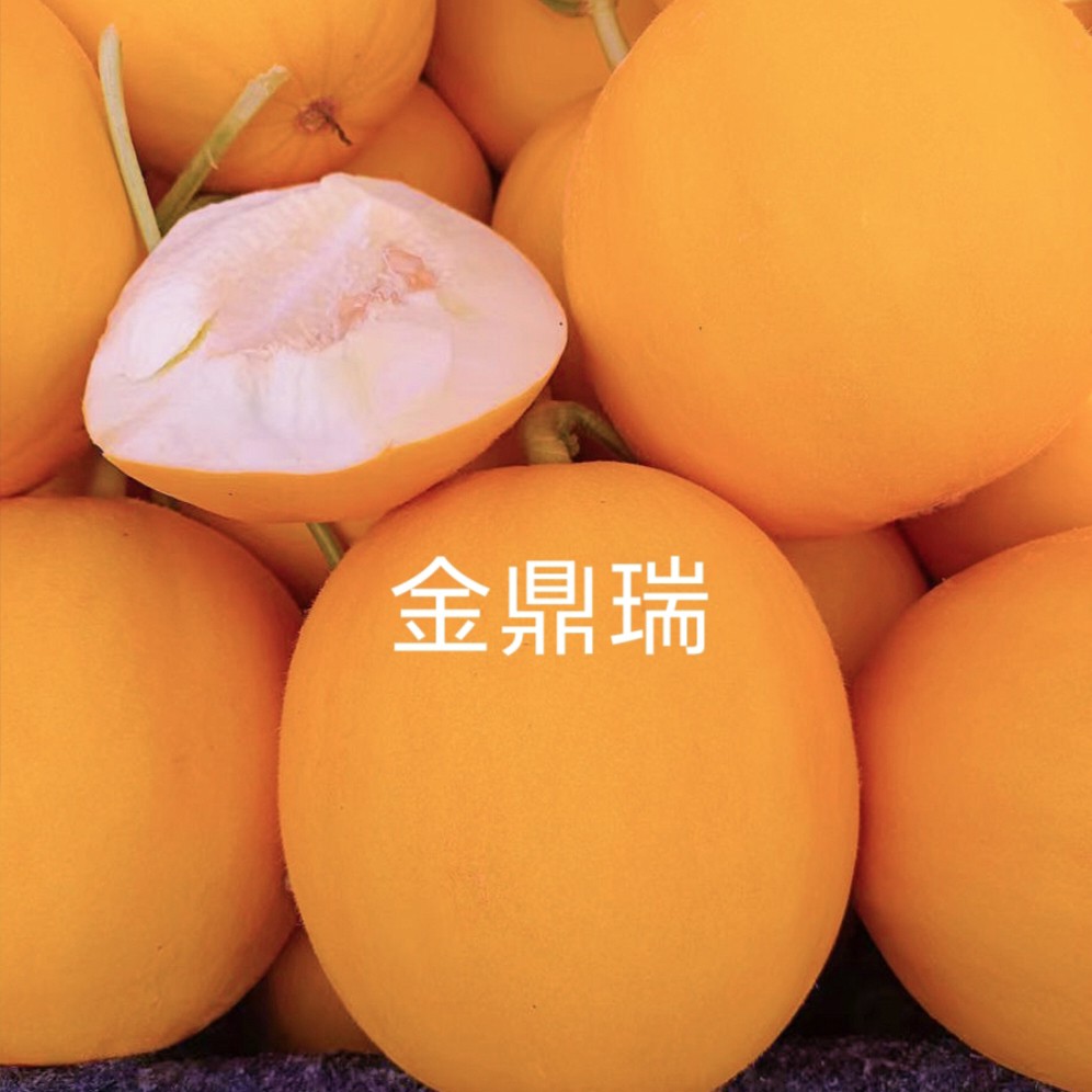 然龙金鼎瑞厚皮甜瓜种子约200粒/袋黄皮白肉厚皮甜瓜哈密瓜种子