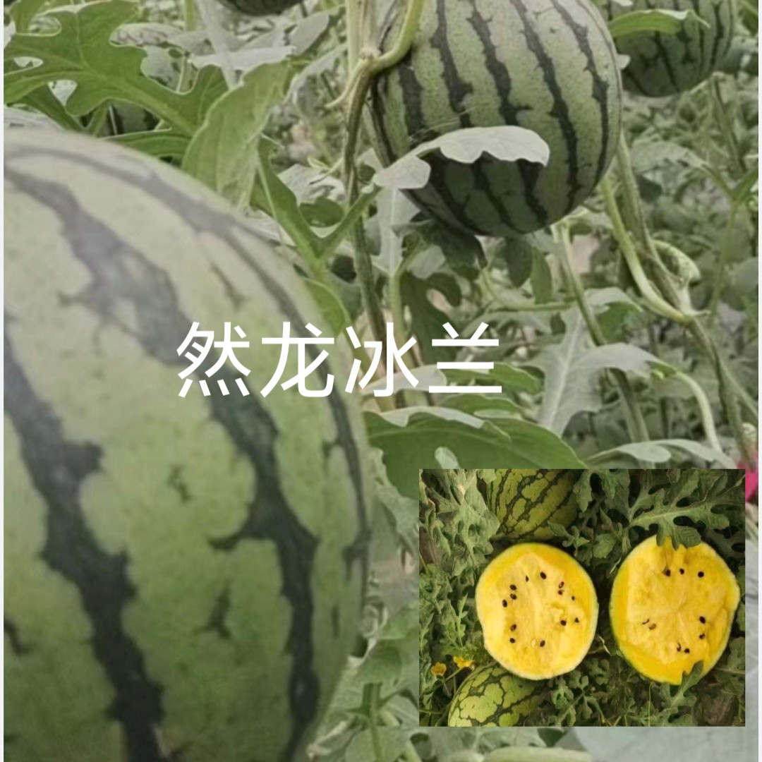 然龙冰兰小礼品西瓜种子约200粒/袋