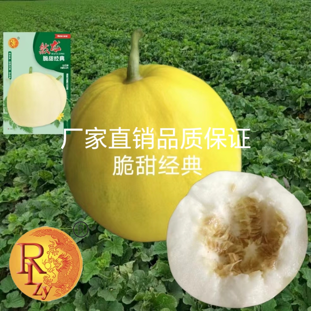 脆甜经典薄皮甜瓜种子500粒/袋