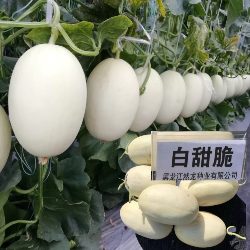 白甜脆厚皮甜瓜哈密瓜种子约200粒/袋