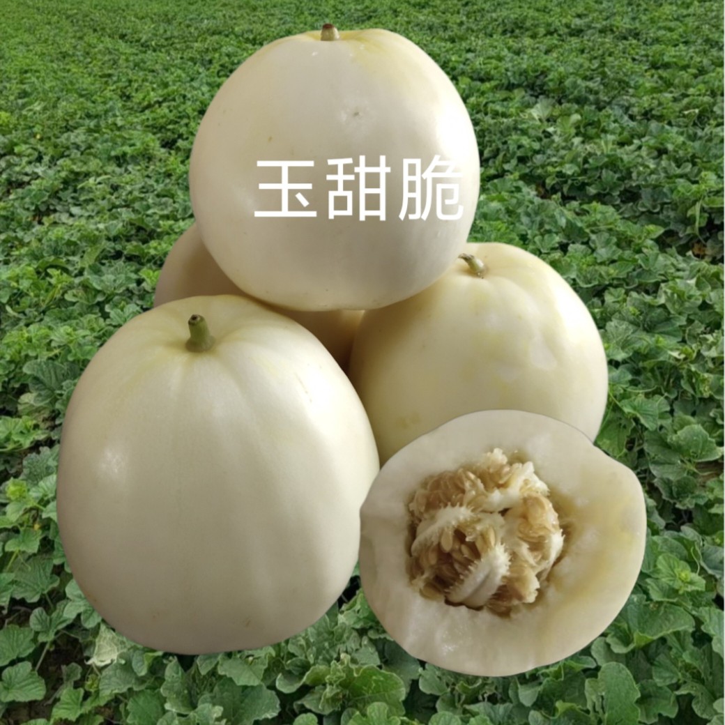 玉甜脆薄皮甜瓜种子约500粒/袋纯白瓜白肉