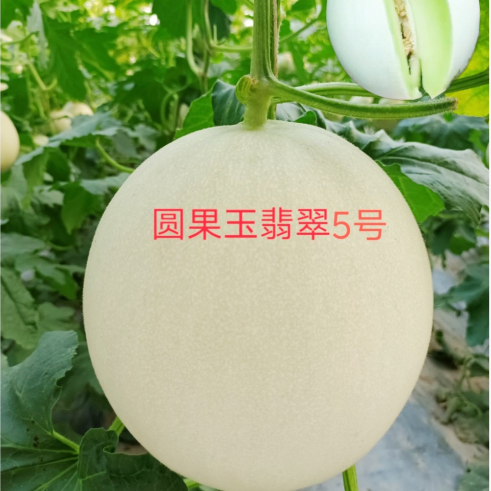 玉翡翠5号厚皮甜瓜种子约200粒/袋哈密瓜玉菇类型白皮绿肉西瓜