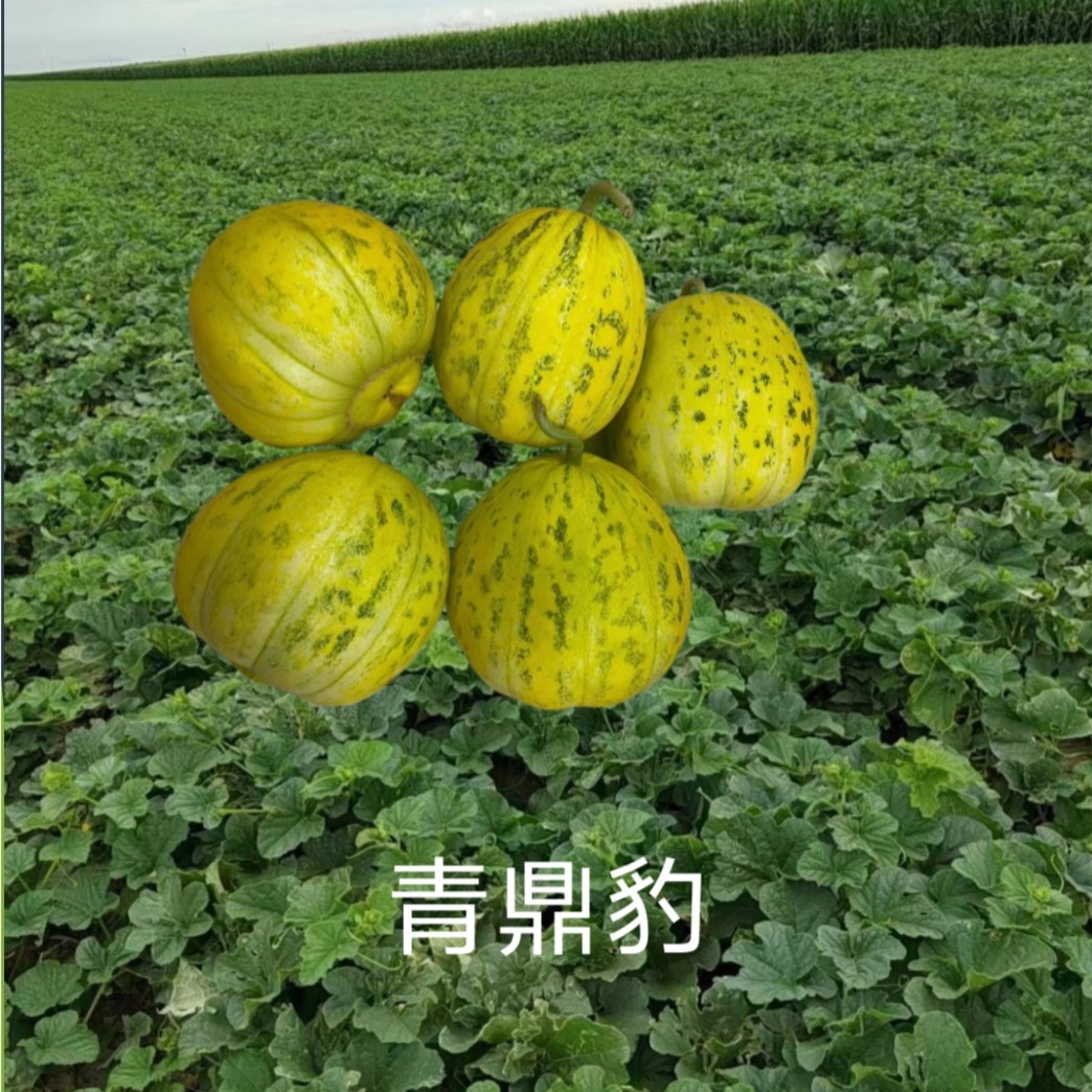 青鼎豹八里香类型薄皮甜瓜种子袋装香瓜500粒