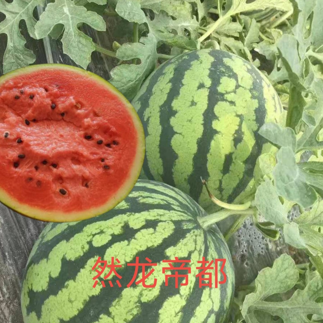 然龙帝都西瓜种子约300粒/袋美都类型