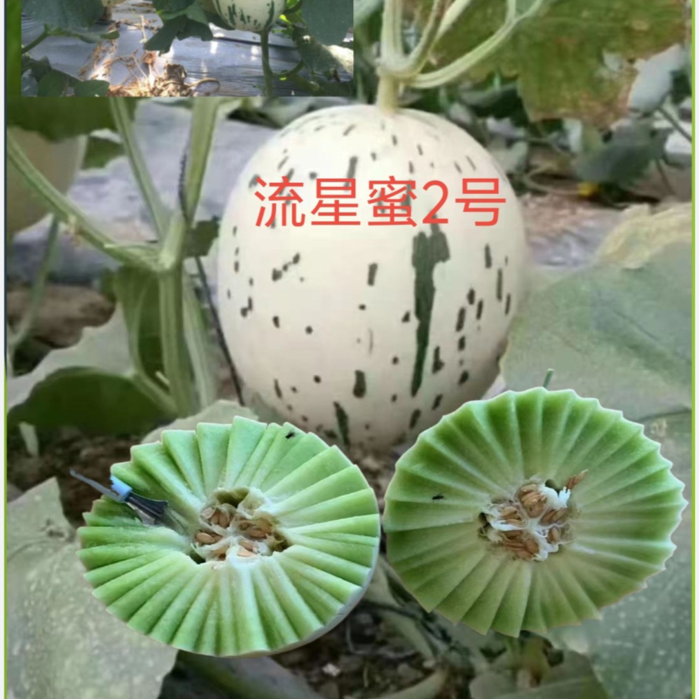流星蜜2号厚皮甜瓜哈密瓜种子约200粒/袋