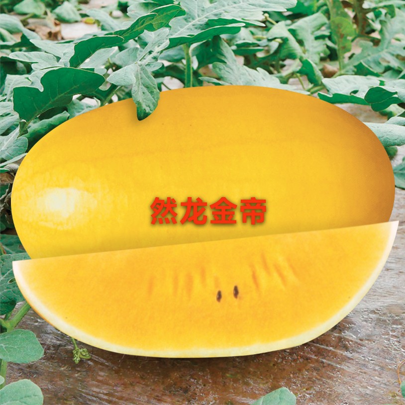然龙金帝西瓜种子约200粒/袋黄皮黄肉