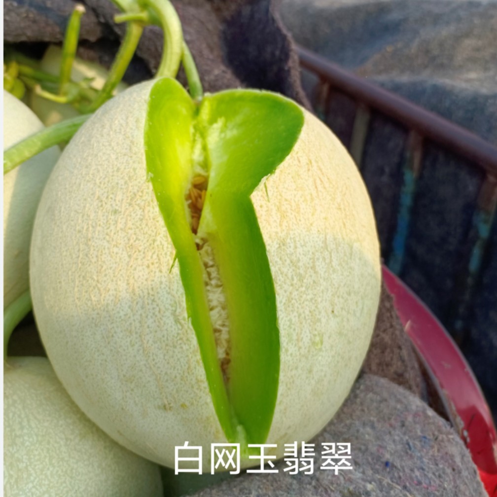 白网玉翡翠厚皮甜瓜种子约200粒/袋
