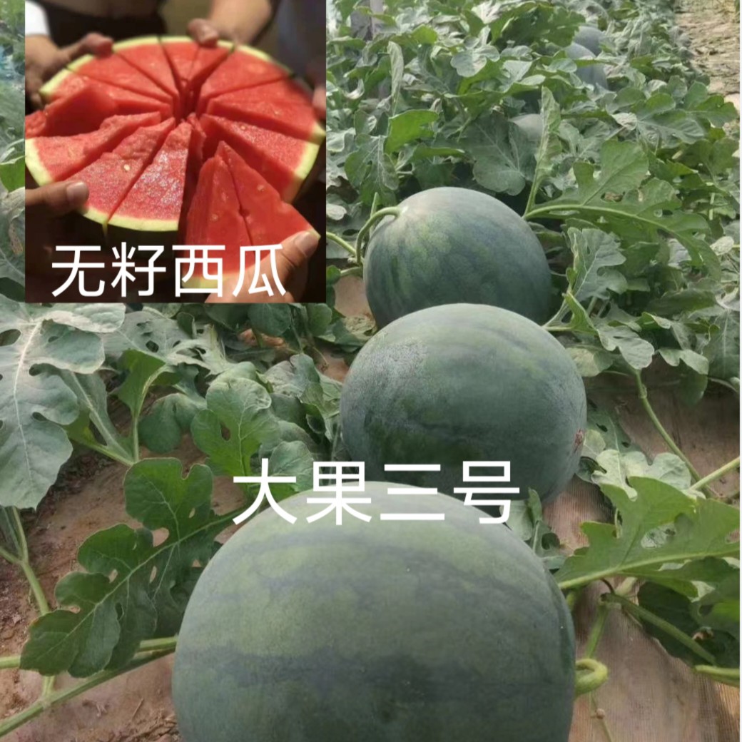 大果3号无籽西瓜种子约200粒/袋三倍体无籽西瓜种子墨绿色红肉