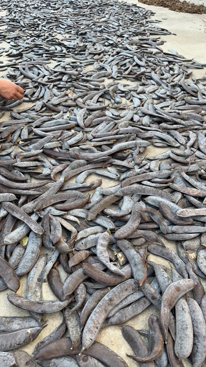 【草帅哥】贵州土特产皂角500g包邮