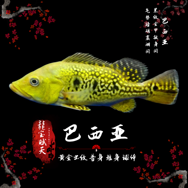 黄金虫纹巴西亚 发色靓精品发售 热带鱼 可混养好饲养 活体发货