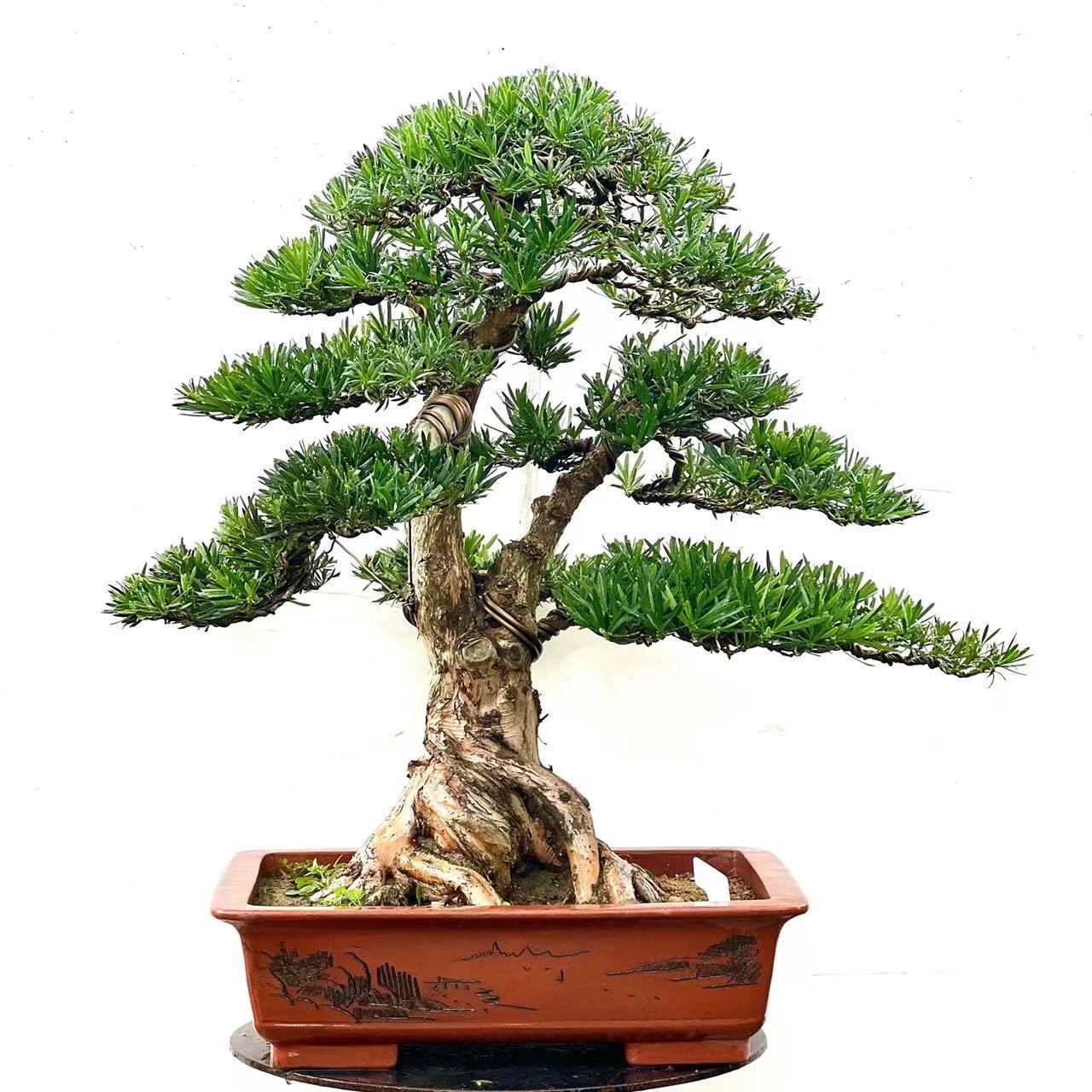 黑松，罗汉松，黄杨等各种造型