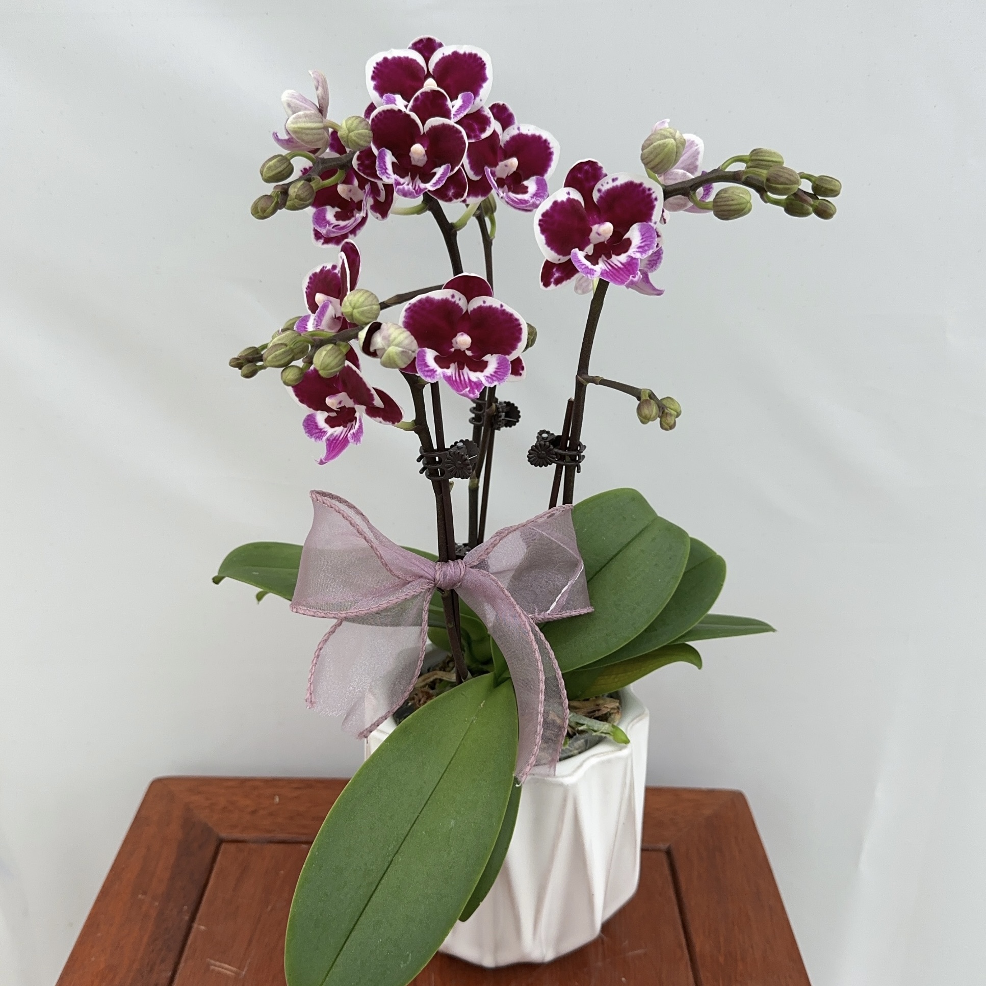 家成珍稀系列【黑红珍珠】蝴蝶兰精致组盆花卉带花苞四季植物1-1