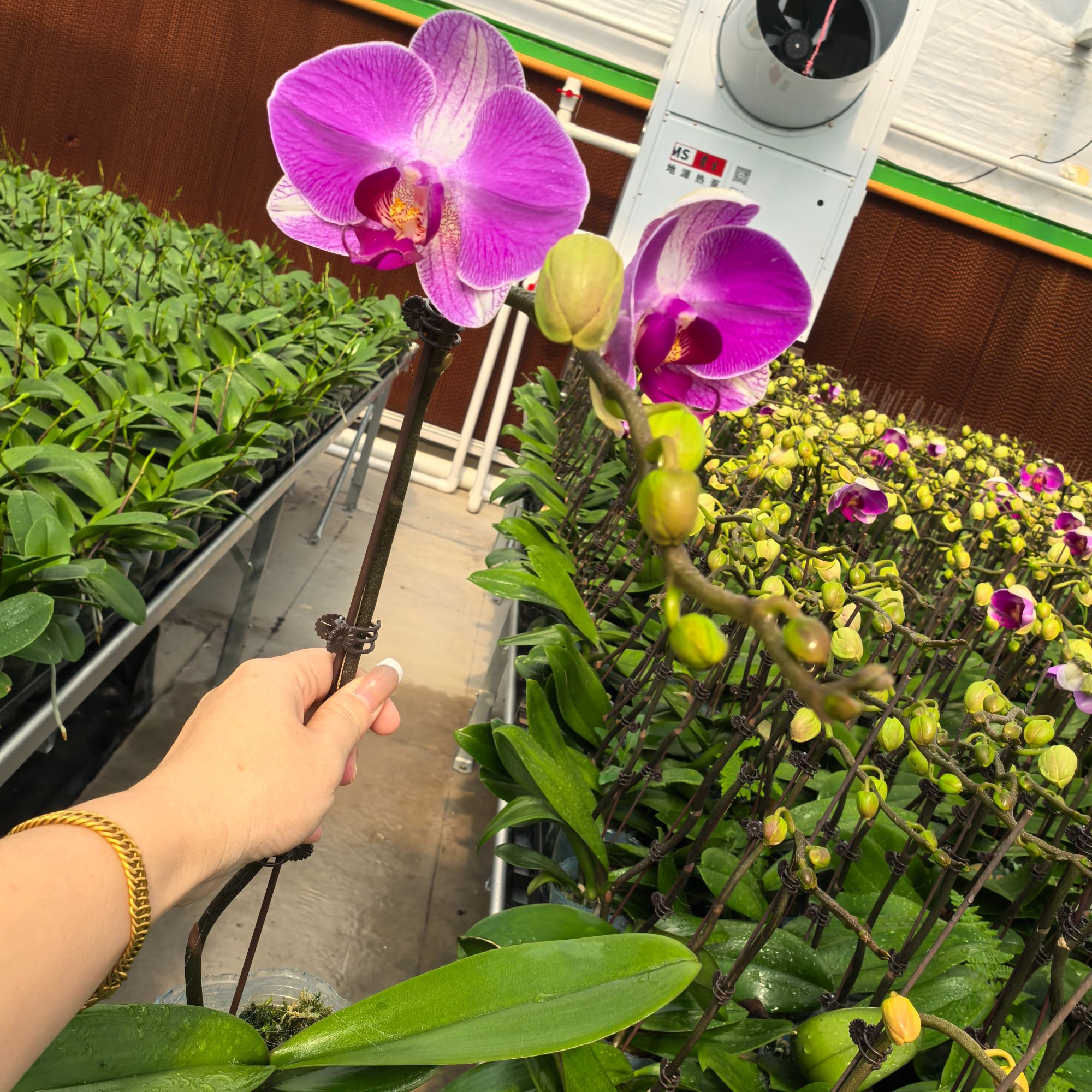 情人2号大花蝴蝶兰易养耐开室内绿植