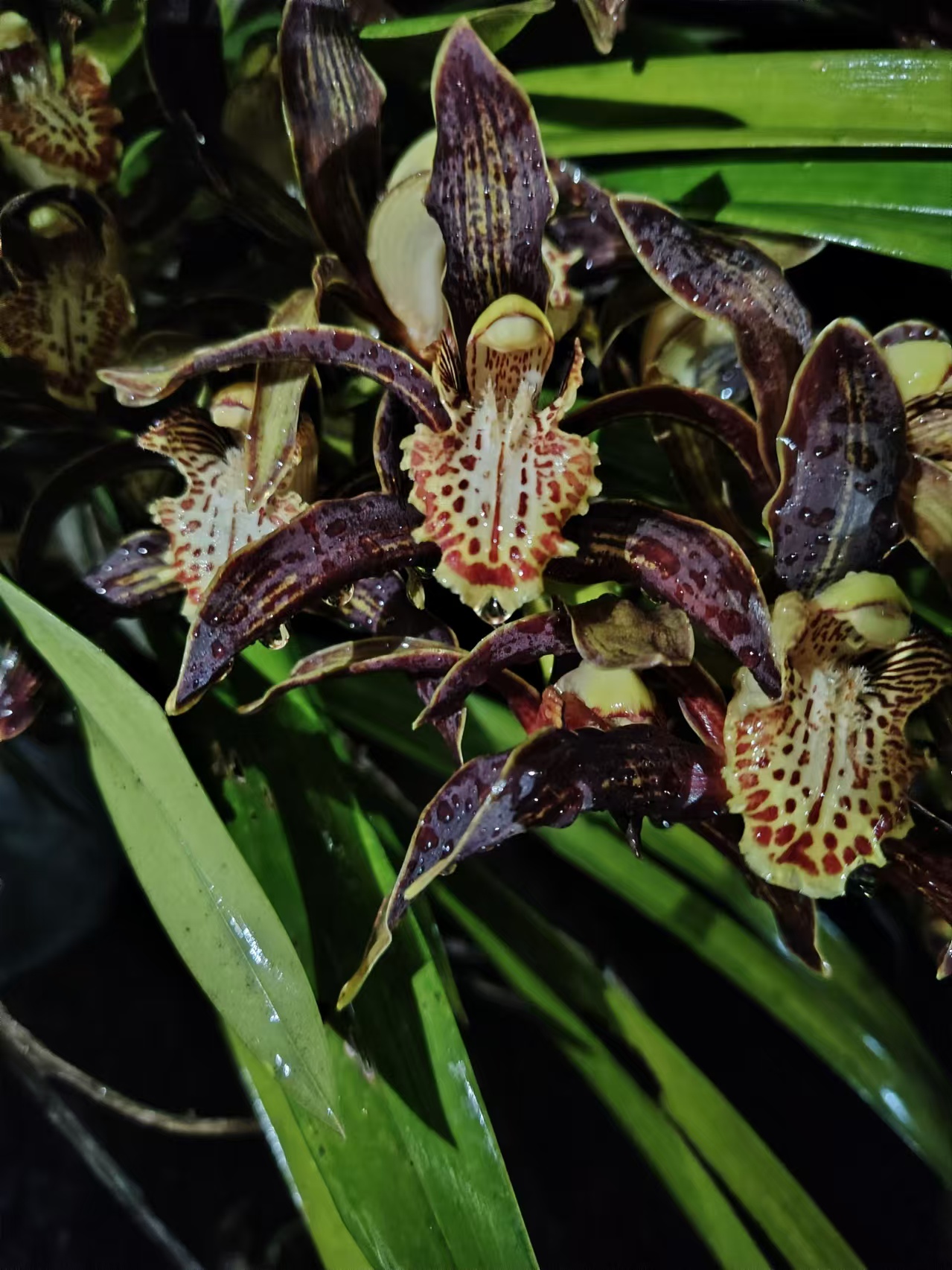 原生浓香型虎头兰一物一拍