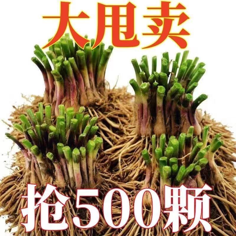 新韭菜根紫根韭菜根紫四季韭菜新鲜苗根阳台红根韭菜根大宽叶盆栽