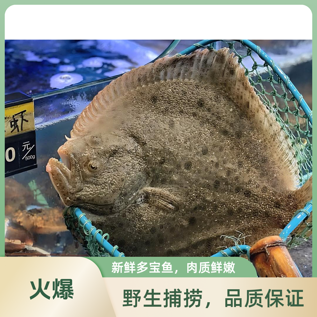 多宝鱼1条（默认宰杀）约（700-750g)