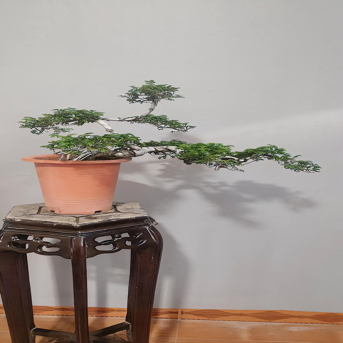 悬崖造型老桩榆树庭院盆景好养易活耐寒耐热耐冻喜阳喜水