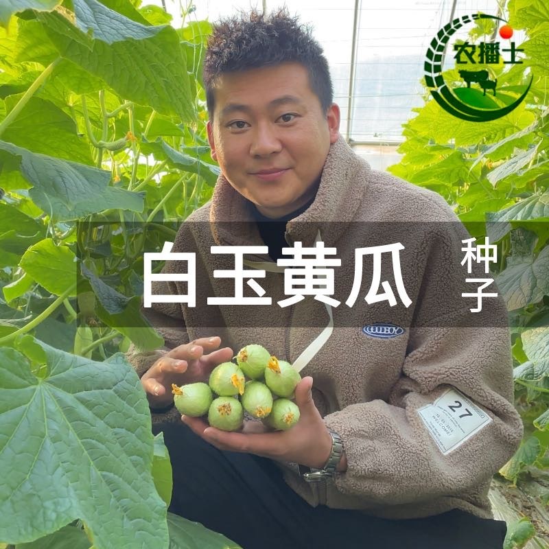 白玉黄瓜水果黄瓜口感清脆阳台种植