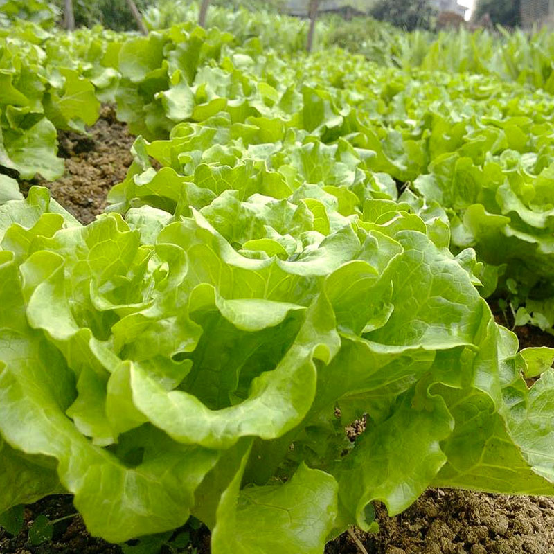 四季生菜紫叶生菜结球生菜绿生菜各种生菜种子